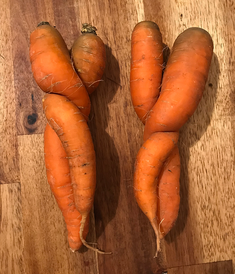 two separate sets of carrots, each set is made of two carrots twisted around each other
